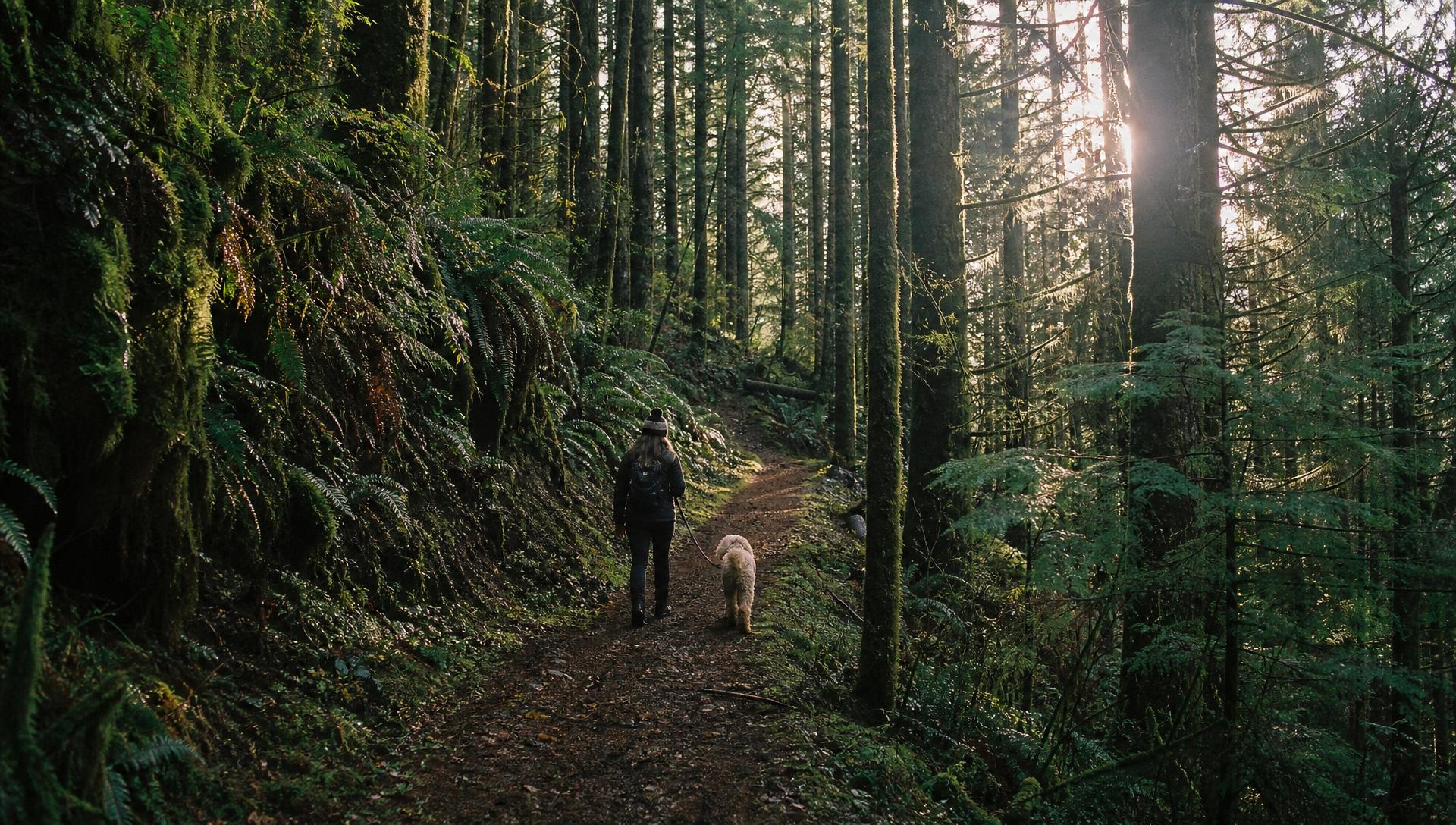 Owner walking their dog on a forest trail in soft morning light